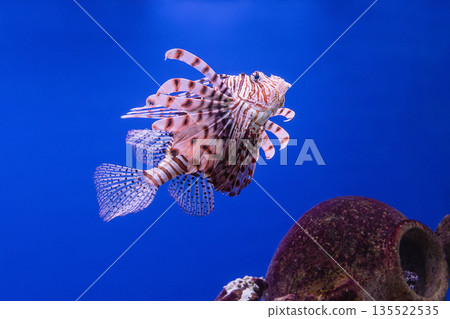 Pterois volitans or red lionfish 135522535