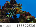 Cheilinus fasciatus or red-breasted wrasse 135522536
