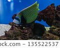 Pomacanthus imperator or emperor angelfish 135522537