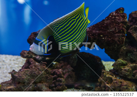 Pomacanthus imperator or emperor angelfish Pomacanthus imperator or emperor angelfish 135522537