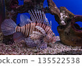 Pterois volitans or red lionfish 135522538
