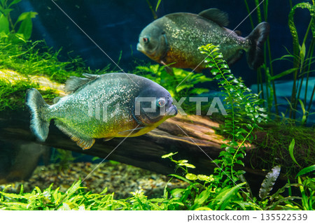 Red-breasted Piranha or Serrasalmus Nattereri Red-breasted Piranha or Serrasalmus Nattereri 135522539