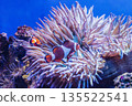 Heteractis magnifica and Clownfishes or Amphiprion ocellaris 135522541