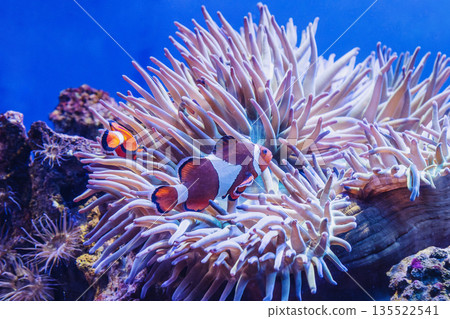 Heteractis magnifica and Clownfishes or Amphiprion ocellaris 135522541
