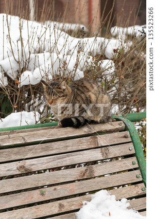 Tabby cat sits on wooden bench in courtyard of Blue Mosque, winter snow, dry branches, soft neutral tones create a calm urban mood Tabby cat sits on wooden bench in courtyard of Blue Mosque, winter snow, dry branches, soft neutral tones create a calm urban mood 135523266