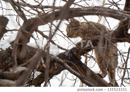 Curious tabby cat balances on bare tree branches in snowy setting, green eyes, striped fur stand out against white snow and muted winter tones Curious tabby cat balances on bare tree branches in snowy setting, green eyes, striped fur stand out against white snow and muted winter tones 135523331