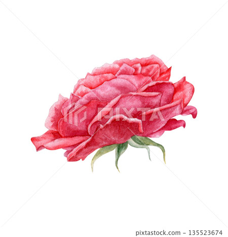 Watercolor red rose illustration. Isolated on a white background. Hand-drawn, suitable for cards and invitations. Watercolor red rose illustration. Isolated on a white background. Hand-drawn, suitable for cards and invitations. 135523674