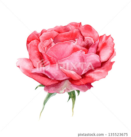 Watercolor illustration of a red rose, isolated on a white background. This hand-drawn illustration is suitable for cards, invitations, and printed materials. 135523675