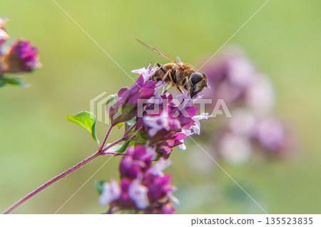 Honey bee covered with yellow pollen drink nectar, pollinating pink flower. Inspirational natural floral spring or summer blooming garden or park background. Life of insects. Macro close up 135523835