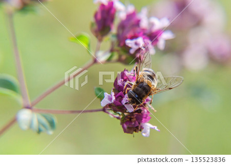 Honey bee covered with yellow pollen drink nectar, pollinating pink flower. Inspirational natural floral spring or summer blooming garden or park background. Life of insects. Macro close up 135523836