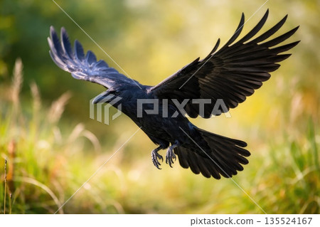 Raven Flying with Spread Wings in Natural Habitat 135524167