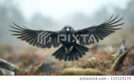 Dramatic Black Raven Flying with Spread Wings in Misty Natural Landscape 135524170