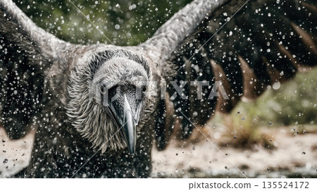 Powerful Raven Splashing Water with Wings Spread in Dynamic Motion Powerful Raven Splashing Water with Wings Spread in Dynamic Motion 135524172