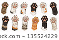 Different cat paws showing various colors and patterns arranged in rows on a plain background during daytime 135524229