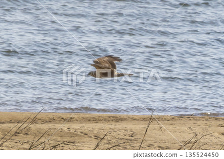 一隻沼澤鷂飛過河岸 135524450