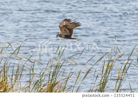 一隻沼澤鷂飛過河岸 135524451