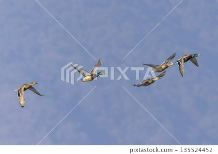 一群會飛的野鴨 135524452