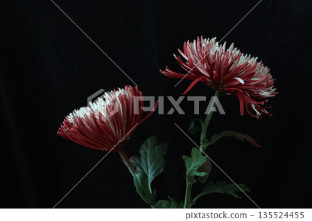 黑色背景上的紅色菊花 135524455