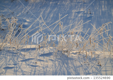 Winter grass Winter grass 135524690