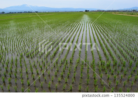 Paddy field 2 weeks after rice planting 135524800