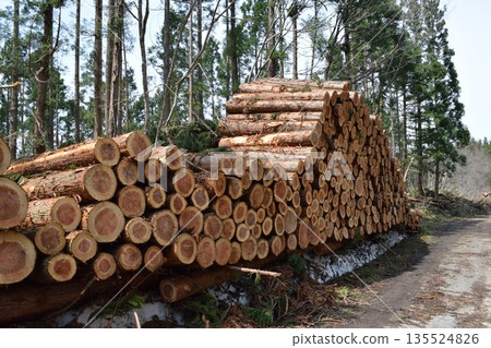 Logs of cut cedar Shonai, Yamagata Prefecture 135524826