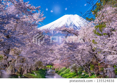 [櫻花暴風雪]富士山忍野村的櫻花和櫻花暴風雪[山梨縣] 135524838