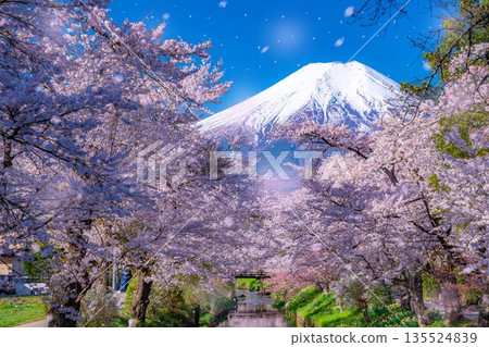 [櫻花暴風雪]富士山忍野村的櫻花和櫻花暴風雪[山梨縣] 135524839