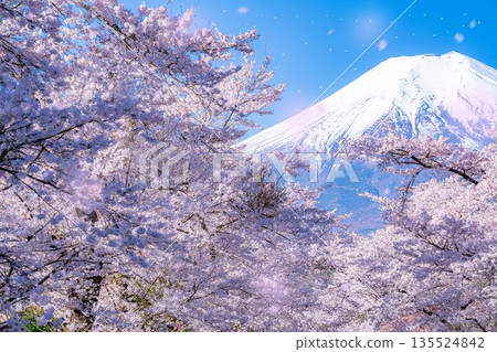 [Sakura blizzard] Cherry blossoms in Oshino Village, Mt. Fuji, and cherry blossom blizzard [Yamanashi Prefecture] 135524842
