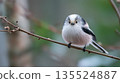 一隻長尾山雀棲息在樹枝上 135524887
