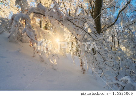 Fairy snowy forest in beautiful winter at sunrise. Landscape Fairy snowy forest in beautiful winter at sunrise. Landscape 135525069