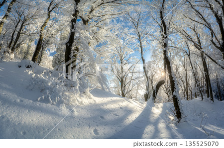Fairy snowy forest in beautiful winter at golden sunset 135525070