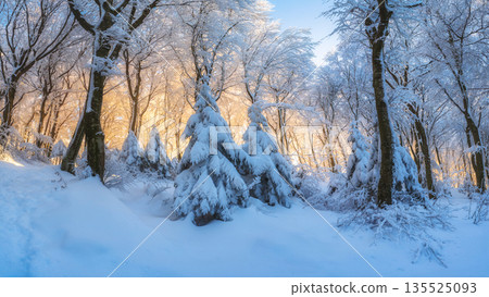 Fairy snowy forest in beautiful winter at golden sunset Fairy snowy forest in beautiful winter at golden sunset 135525093