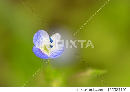 Blue flowers of persian violets blooming in the spring field Blue flowers of persian violets blooming in the spring field 135525101