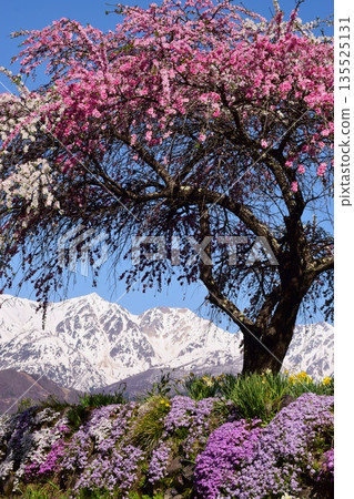 白馬村的春日景色 白馬村的春日景色 135525131