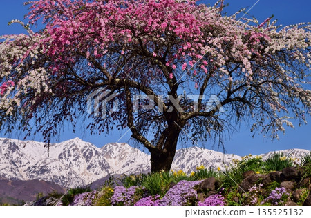 白馬村的春日景色 白馬村的春日景色 135525132