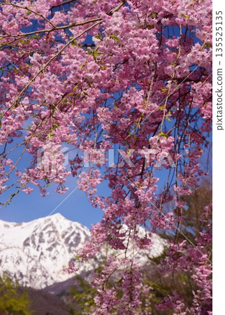 白馬村的春日景色 白馬村的春日景色 135525135