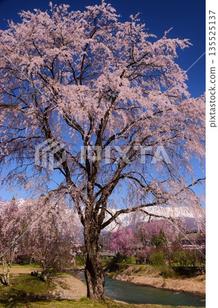 白馬村的春日景色 135525137
