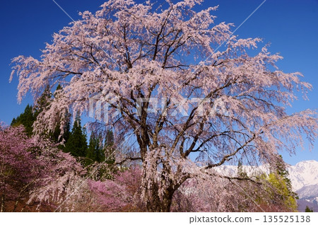 白馬村的春日景色 135525138