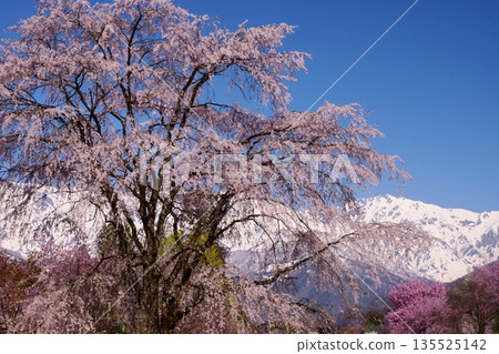 白馬村的春日景色 白馬村的春日景色 135525142