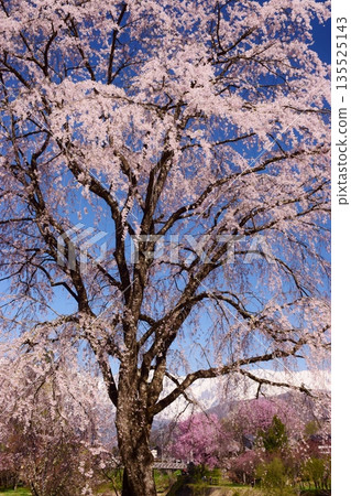 白馬村的春日景色 白馬村的春日景色 135525143