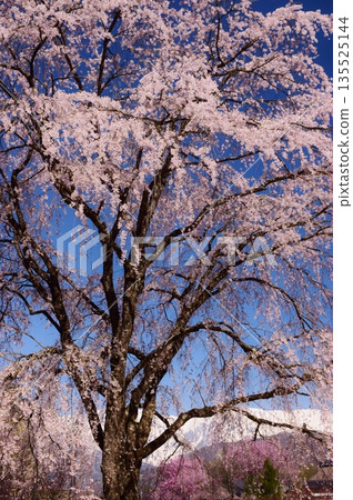 白馬村的春日景色 白馬村的春日景色 135525144