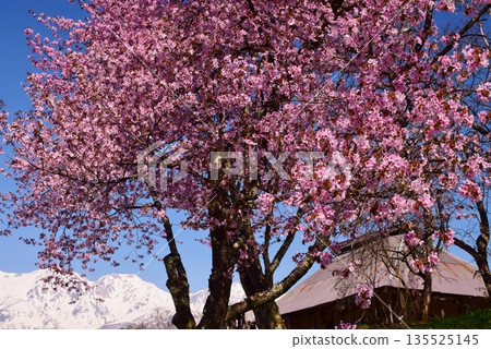 白馬村的春日景色 白馬村的春日景色 135525145