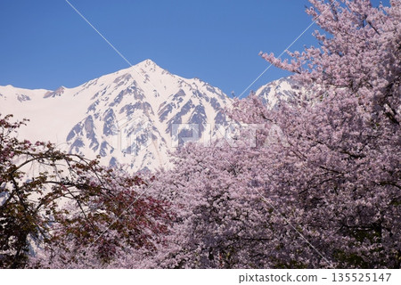 白馬村的春日景色 白馬村的春日景色 135525147