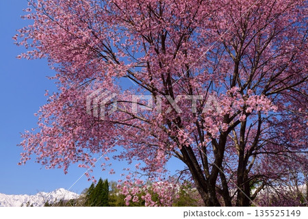 白馬村的春日景色 白馬村的春日景色 135525149