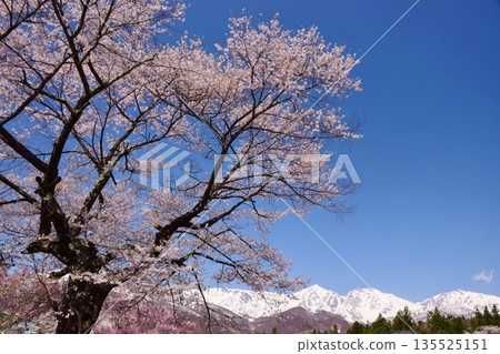 白馬村的春日景色 135525151