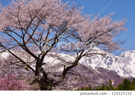 白馬村的春日景色 135525152