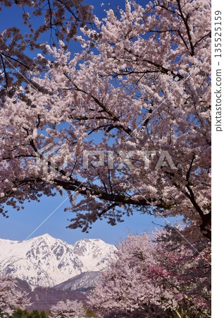 白馬村的春日景色 白馬村的春日景色 135525159