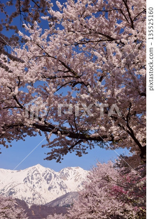 白馬村的春日景色 白馬村的春日景色 135525160