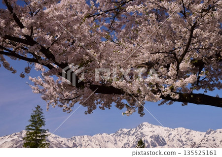 白馬村的春日景色 白馬村的春日景色 135525161