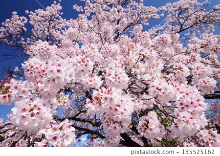 白馬村的春日景色 白馬村的春日景色 135525162